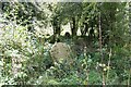 Overgrown headstones