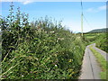 Flowery hedgerow by Hendre Farm