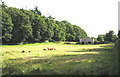 SH5278 : A field at Plas Gwyn with cattle, barn and antiquities by Eric Jones
