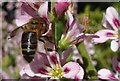 C4719 : Honey bee on Francoa by Kay Atherton