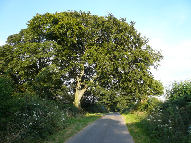 Spreading Tree marks the Junction of the lane to Astwith and Branch Lane