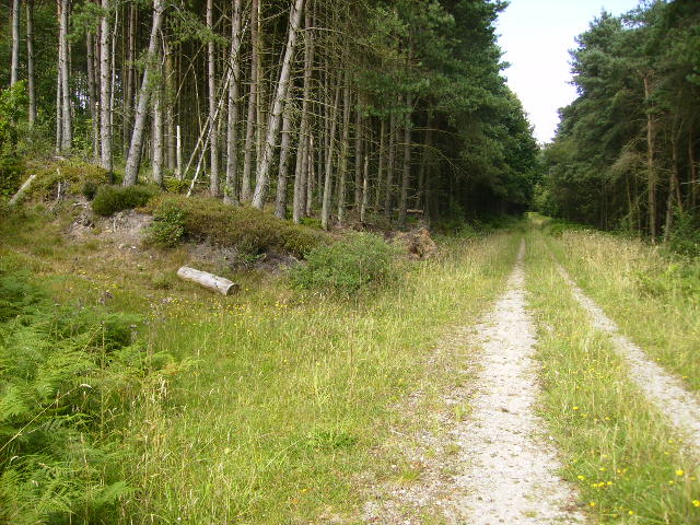 Unmapped track and path junction in Cropton Forest