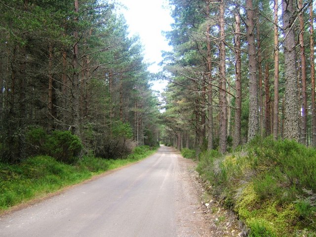 Road to Cuchanlupe, Abernethy Forest