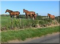 Horses next to Owston Road, Somerby