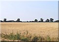 Farmland near Horseleycross Street