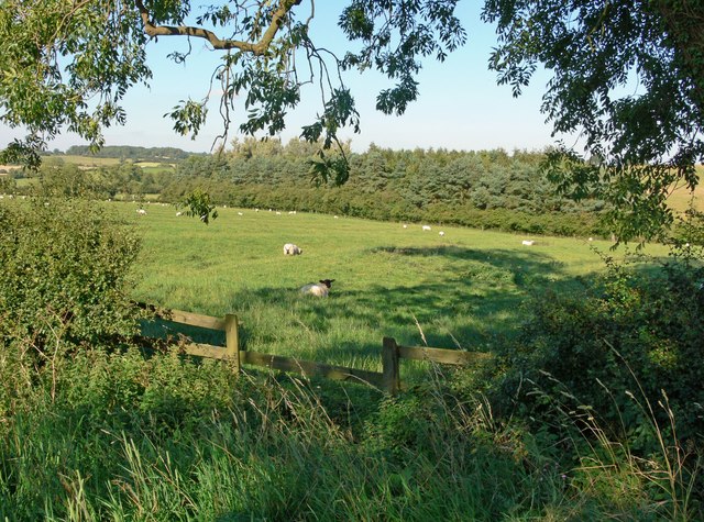 Grazing sheep south of the village of Owston