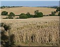 SK7705 : Leicestershire farmland by Mat Fascione