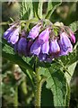 Comfrey