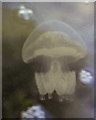 NX8552 : Jellyfish by M J Richardson