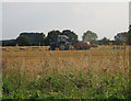 Baling the old way on Great Heath by Ling Plantation