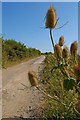 Teasles and Bridleway