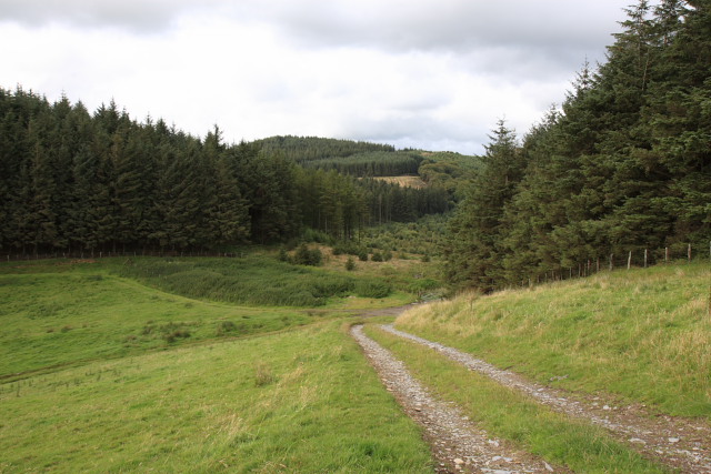 Woodland near The Arch, Cwmystwyth