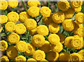 SO5719 : Flowers of the Tansy plant by Pauline E