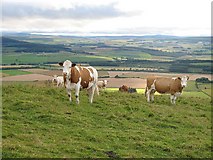 NJ5645 : Cattle on the Fourman by Richard Webb