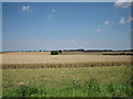 Horizontal wheat fields stretching to the horizon