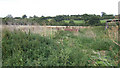 Weed patch at the back of a farm