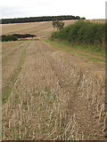 SP8757 : Cut rape and wheat fields, Yardley Hastings by David Hawgood