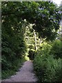 Path into woodland