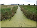 Drain on Butleigh Moor