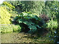 Gunnera by the water