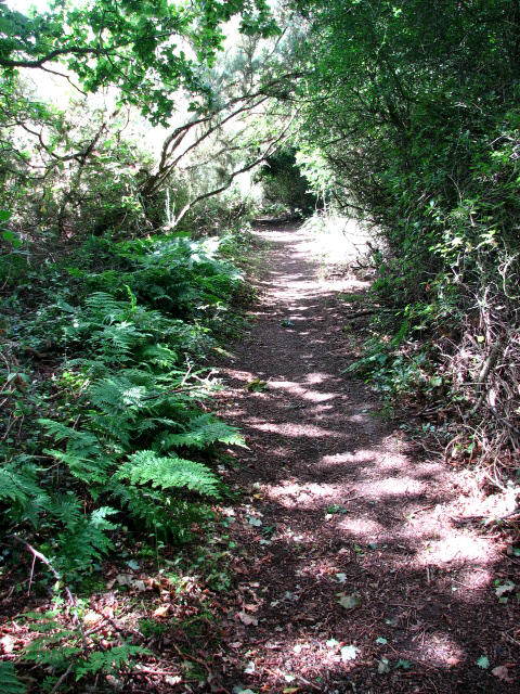 Shady Path In Crostwight Heath © Evelyn Simak Geograph Britain And