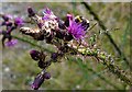 Thistle and bumble bee