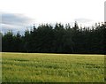 Barley field, Carnach