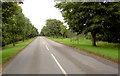 Avenue of trees entering Lound.