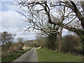 Beech trees at Beckett End