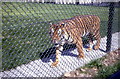 Tiger at Blackpool Zoo