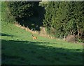 A deer at Swilletts Farm