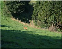 ST4201 : A deer at Swilletts Farm by Les Mildon
