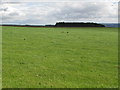 NY9368 : Pastures near Fallowfield, and Square Wood by Mike Quinn