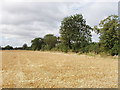 Roadside hedge and harvested wheat field