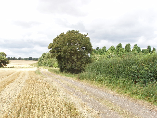 Hedged wheat field, spinney beyond, by Podington