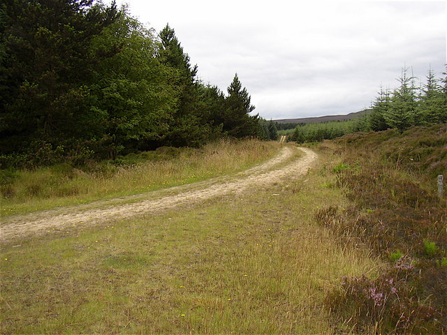 Forestry road in Harwood Forest