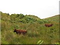 NM7921 : Cattle on Beinn MhÃ²r by Richard Webb