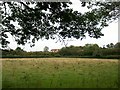 Eastlands from Pear Tree Copse.