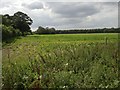 West across sugar beet towards Langton Green Wood