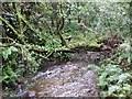 Woodland stream near North Darley