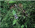 Jersey Tiger Moth