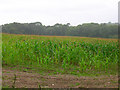 Maize Field in the Rain