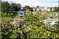 Allotments and blackberries