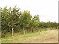 Young oak and ash trees, Yardley Hastings