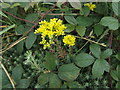 Sedum in amongst the brambles