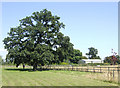 Oak and barn