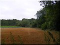 Hedgerow on east flank of Markham