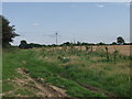 New trees planted beside the road