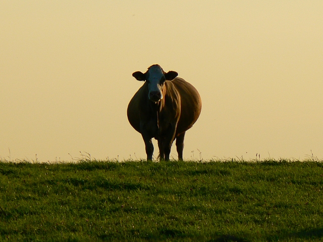 A cow in a field, near Uffcott © Brian Robert Marshall cc-by-sa/2.0 ...