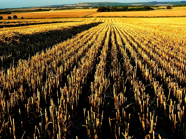 Harvested wheat field south of Wroughton